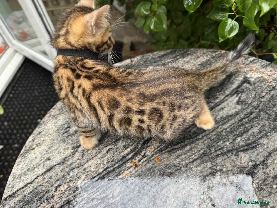 Bengal cats for sale: Bengal x Maine Coon Cross Kittens  - Advert 16