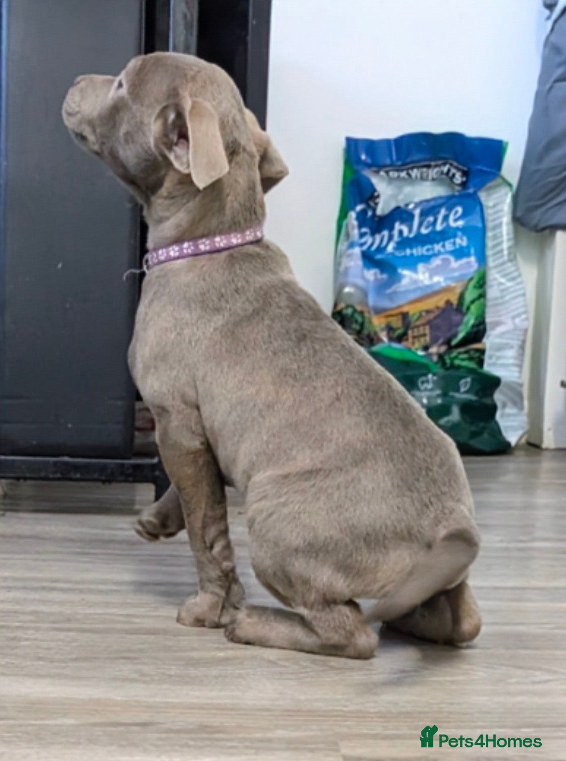 Mixed Breed dogs F1 MASTADOR PUPPIES FOR SALE  - Advert 6