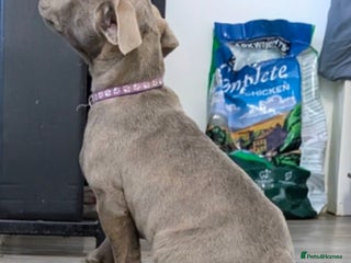 Mixed Breed dogs F1 MASTADOR PUPPIES FOR SALE - Advert 6