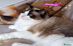 Ragdoll cats for sale: Exceptional bloodlines Ragdolls 💞💞 - Image 11