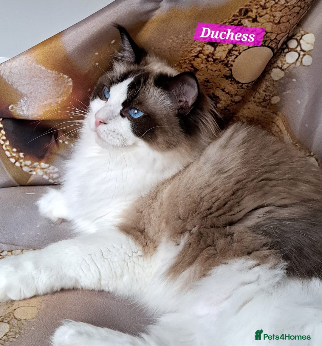 Ragdoll cats for sale: Exceptional bloodlines Ragdolls 💞💞 - Image 11