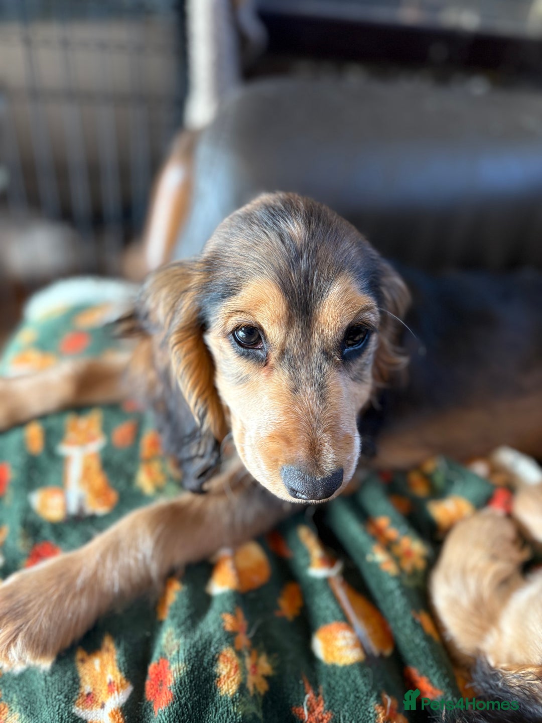 Cocker Spaniel dogs for sale: Show Cocker Spaniel female puppy - Advert 3