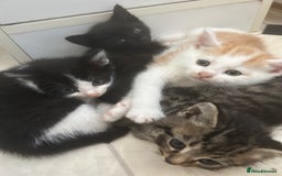 Mixed Breed cats for sale: Two male and three female kittens - Image 1