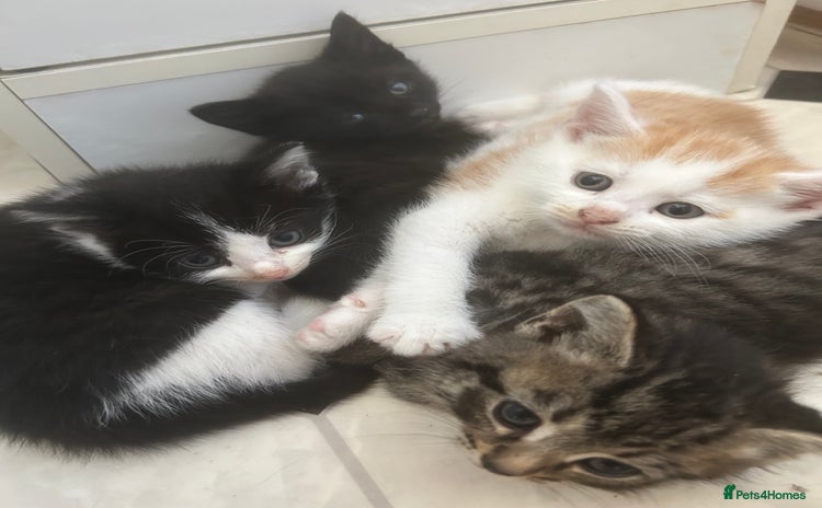 Mixed Breed cats - Advert 3