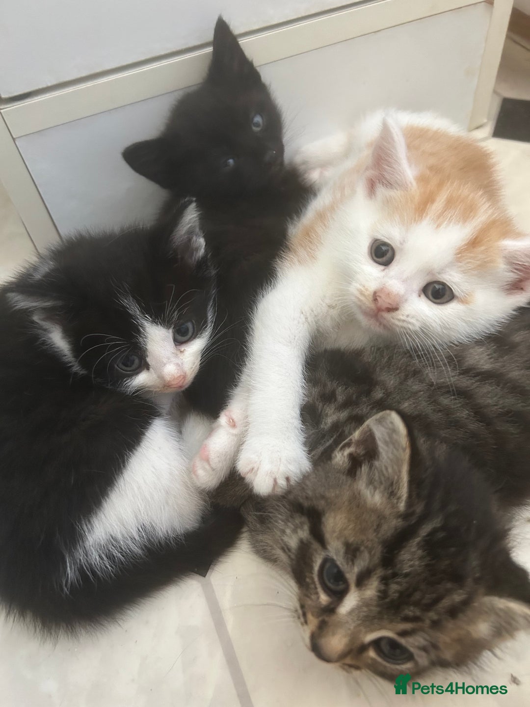 Mixed Breed cats for sale: Two male and three female kittens - Image 1