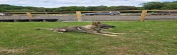 German Shepherd dogs for sale: Elite DDR German Shepherd - World-Class Pedigree  - Advert 26