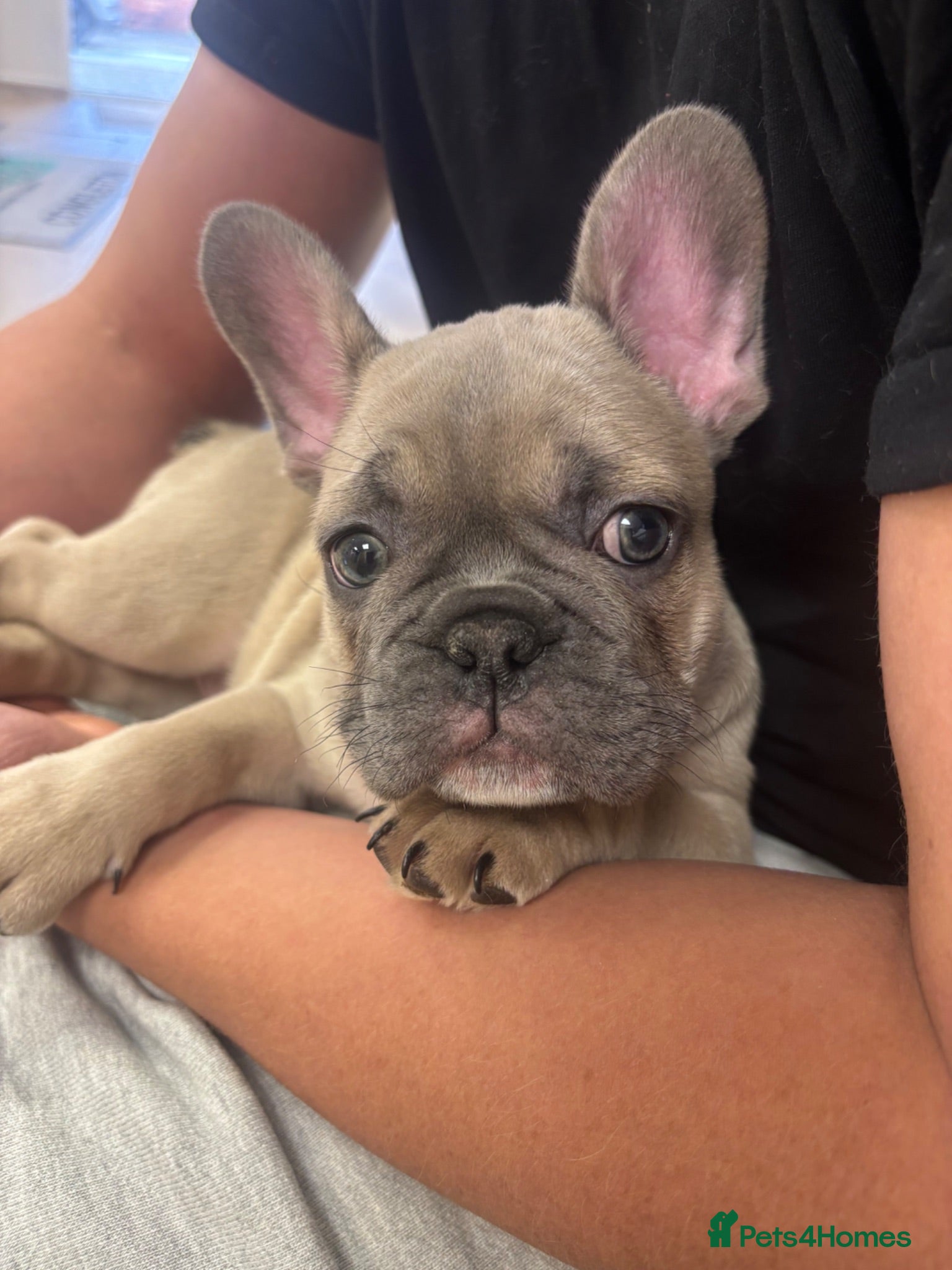French Bulldog dogs 🐾KC registered Ready to go to there New homes🐾 - Advert 2