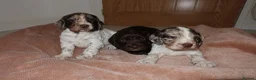Cocker Spaniel dogs for sale: Working cocker spaniel puppies  - Advert 3