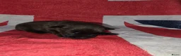 Mixed Breed dogs for sale: Patterdale lakeland boarder x patterdale in Stoke-on-Trent - Advert 4