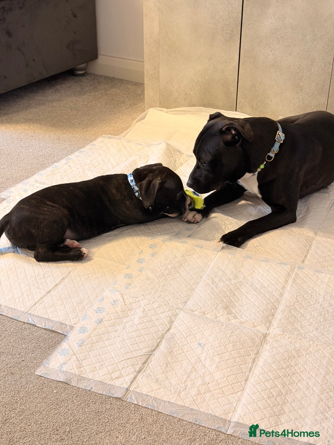 Staffordshire Bull Terrier dogs for stud: Meeting Bagheera  - Advert 6