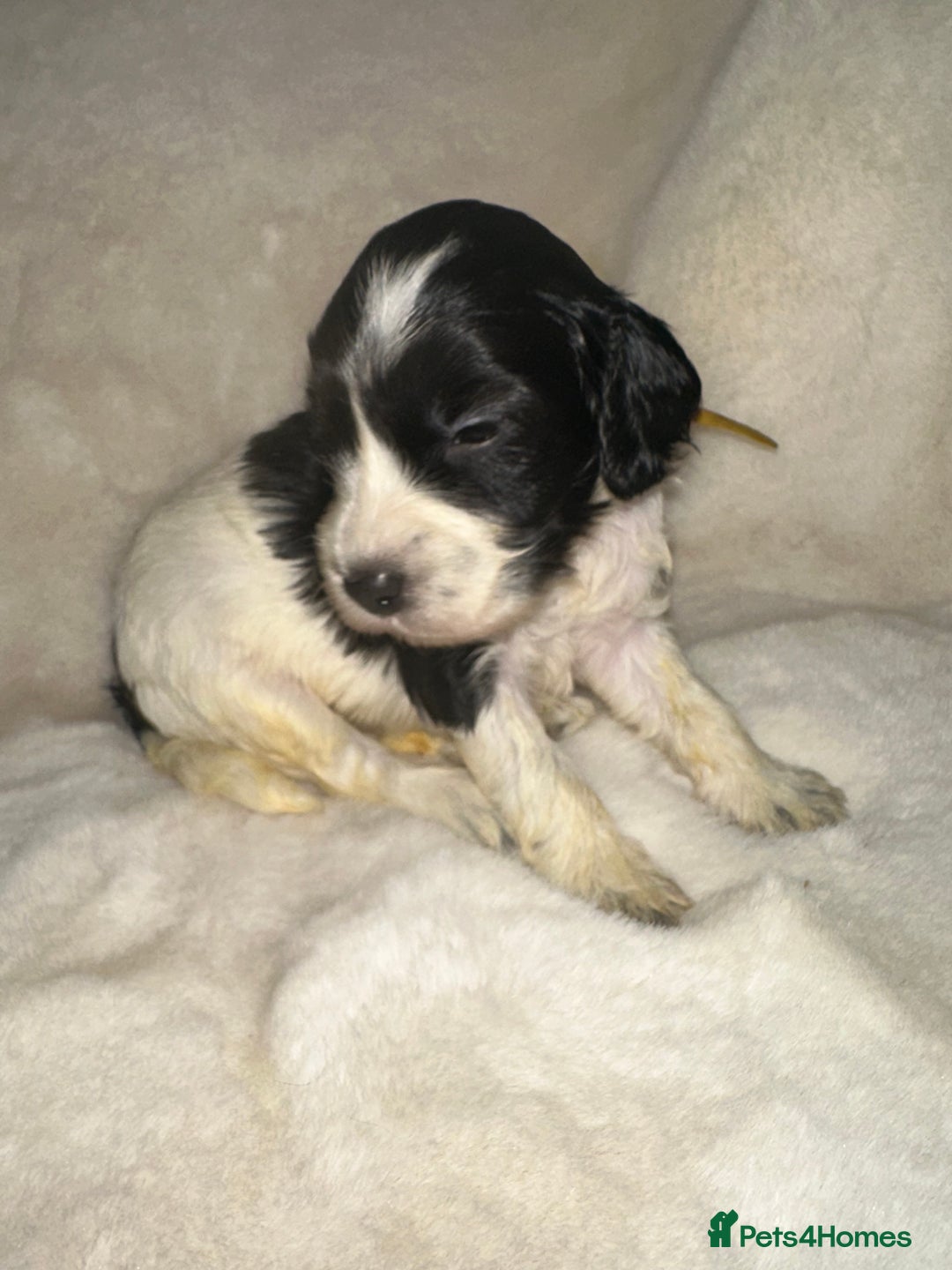 Cockapoo dogs for sale: Stunning cockapoos - Advert 8