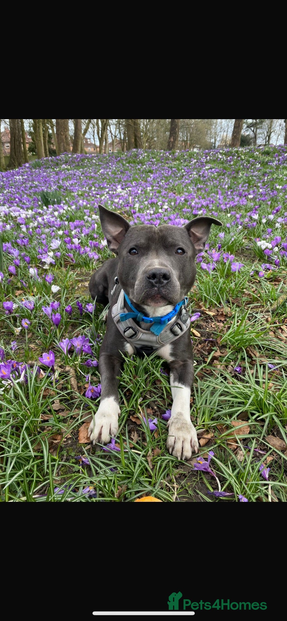 Staffordshire Bull Terrier dogs 💙Blue Staffordshire Bull Terrier Stud – Reggie 💙 - Advert 1