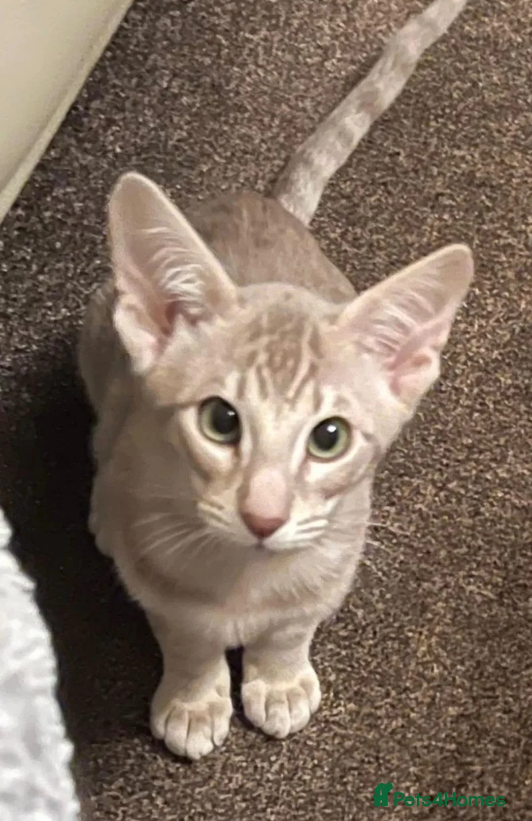 Oriental cats for sale: Beautiful oriental girl  - Advert 1