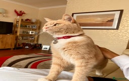 British Shorthair cats for sale: Nala - Rehoming (No fee)  - Image 3