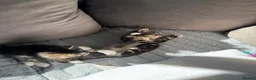 Mixed Breed cats for sale: Beautiful playful kittens ready for loving homes - Advert 5