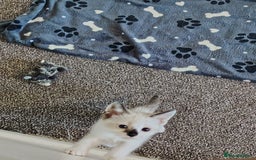 Mixed Breed cats for sale: Adorable Kittens Seeking Loving Homes - Image 5