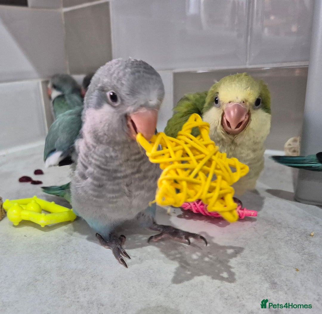 Parrots birds for sale: Handreared DNA tested baby Quaker Parrots  - Image 2