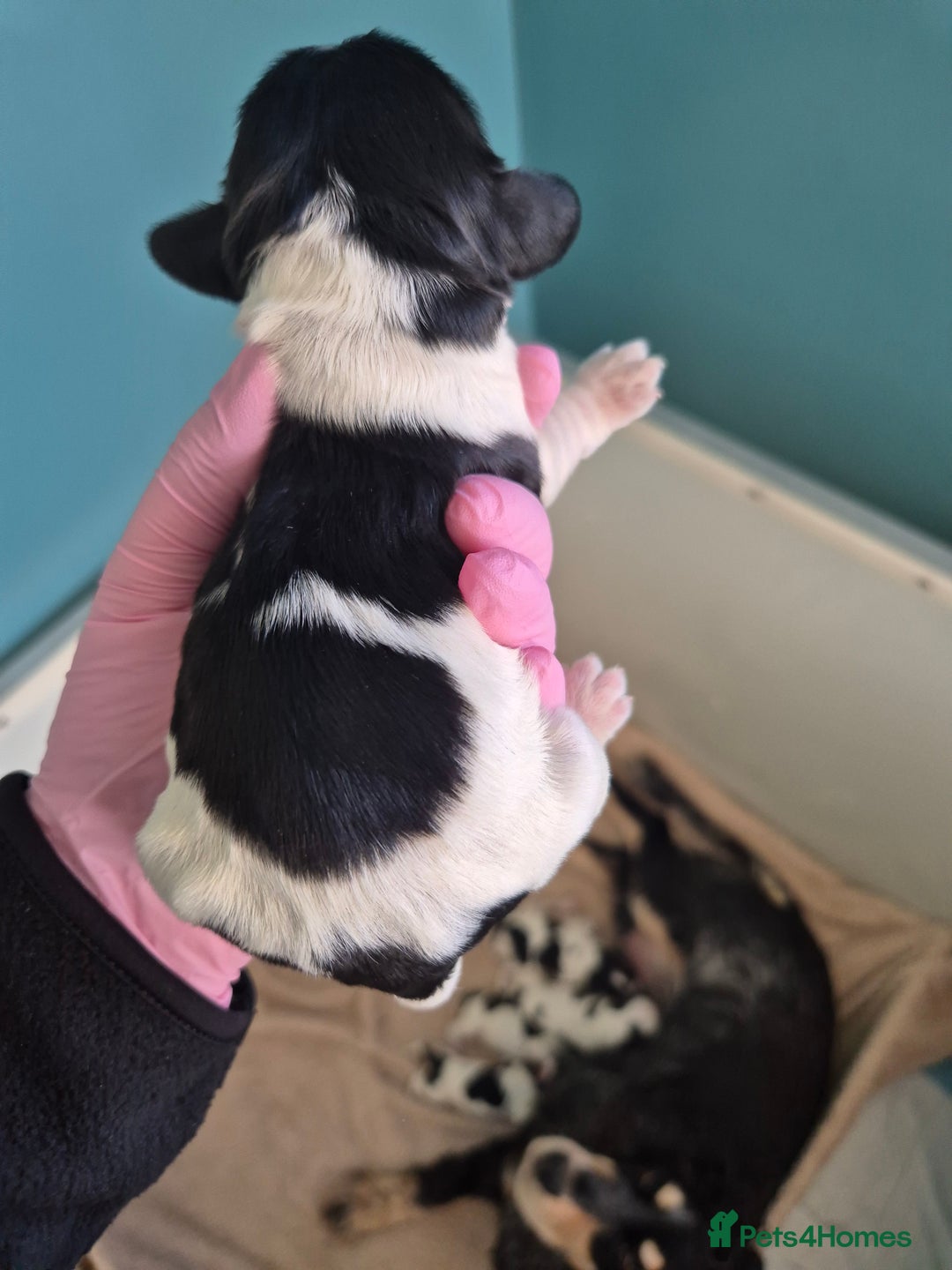 Cocker Spaniel dogs for sale: 6 beautiful Cocker puppies 🐶  - Image 3
