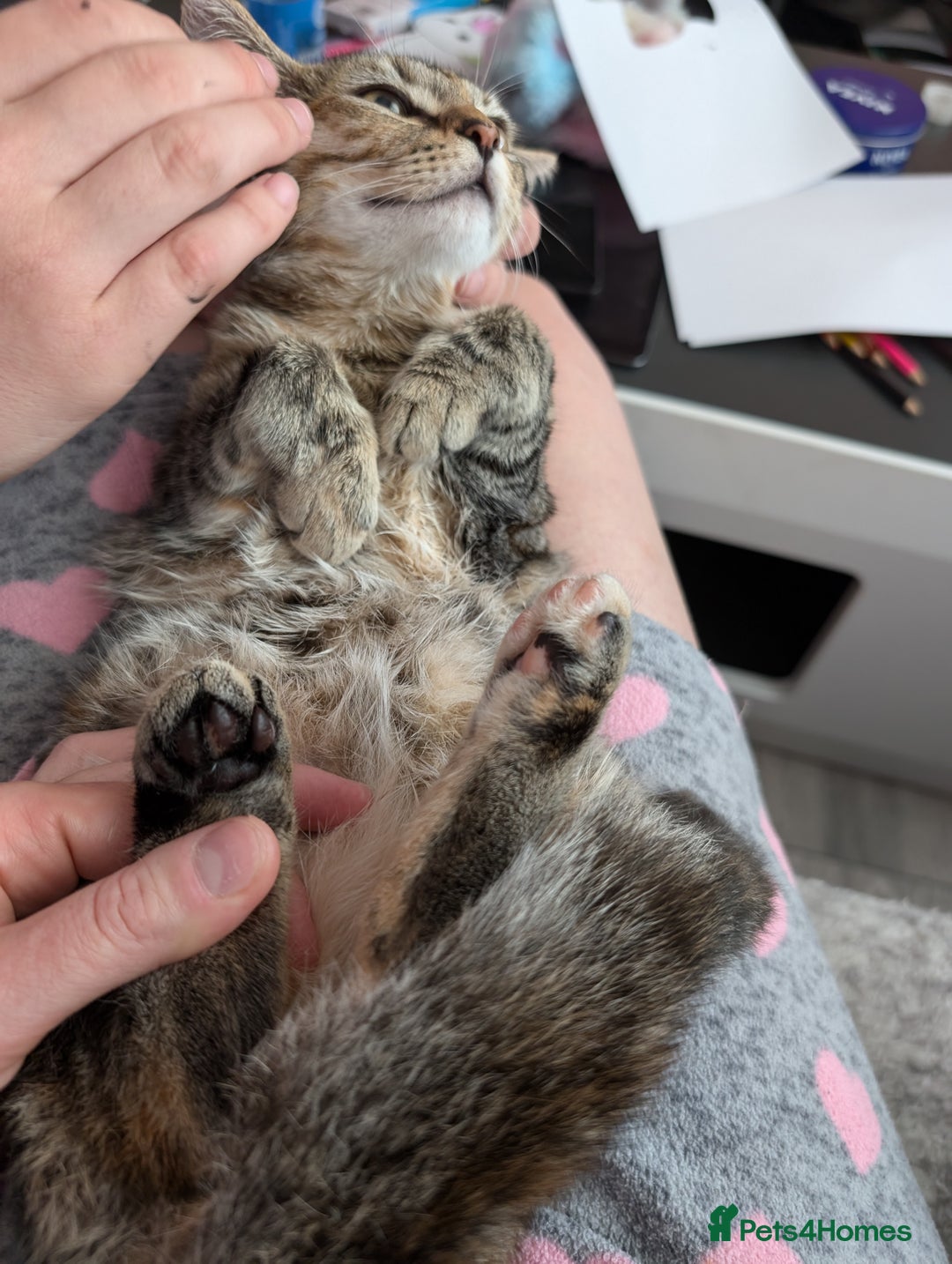 Mixed Breed cats for sale: Lovely bengal x mainecoon cross girl  - Advert 11