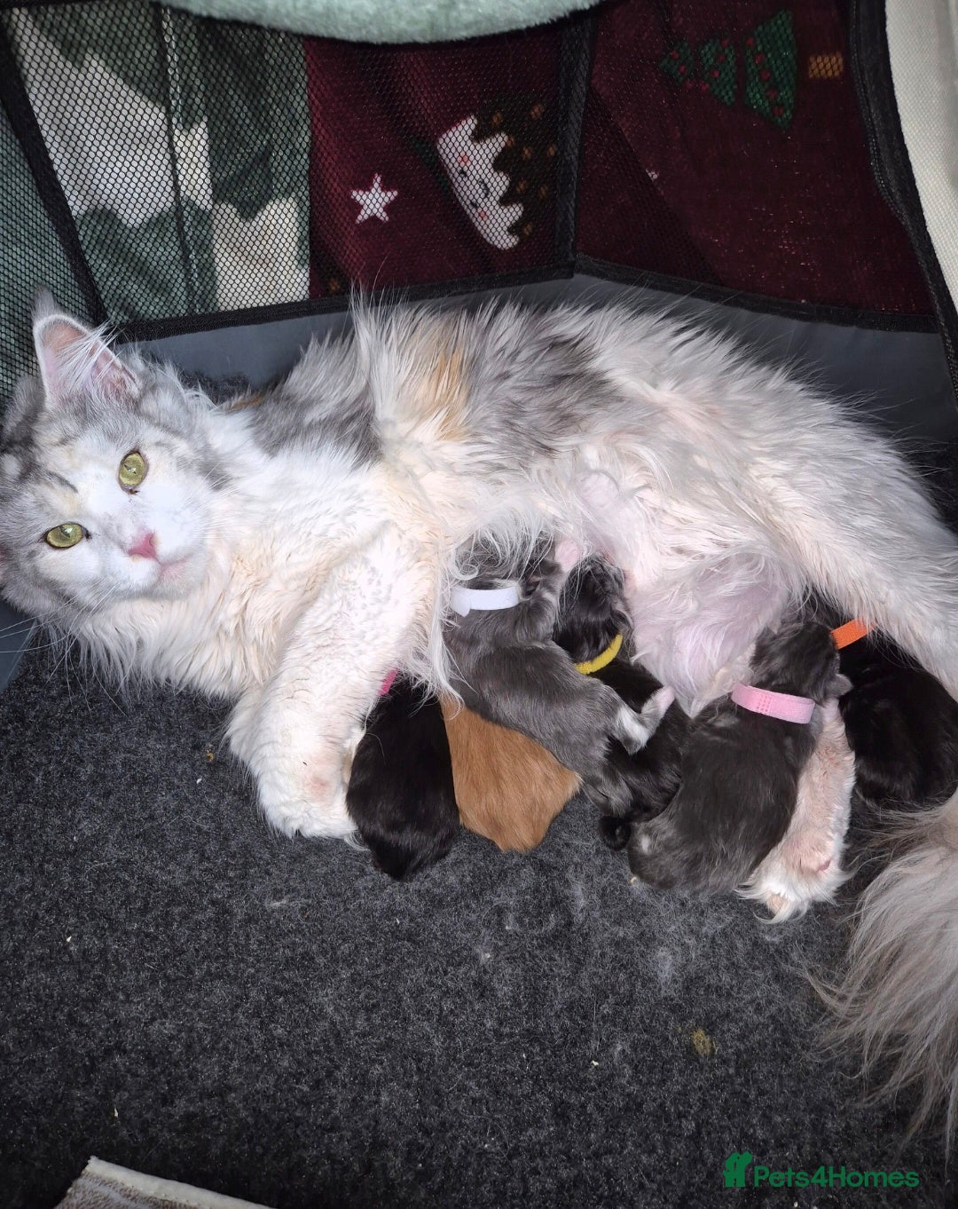 Maine Coon cats Mainecoon kittens - Advert 2