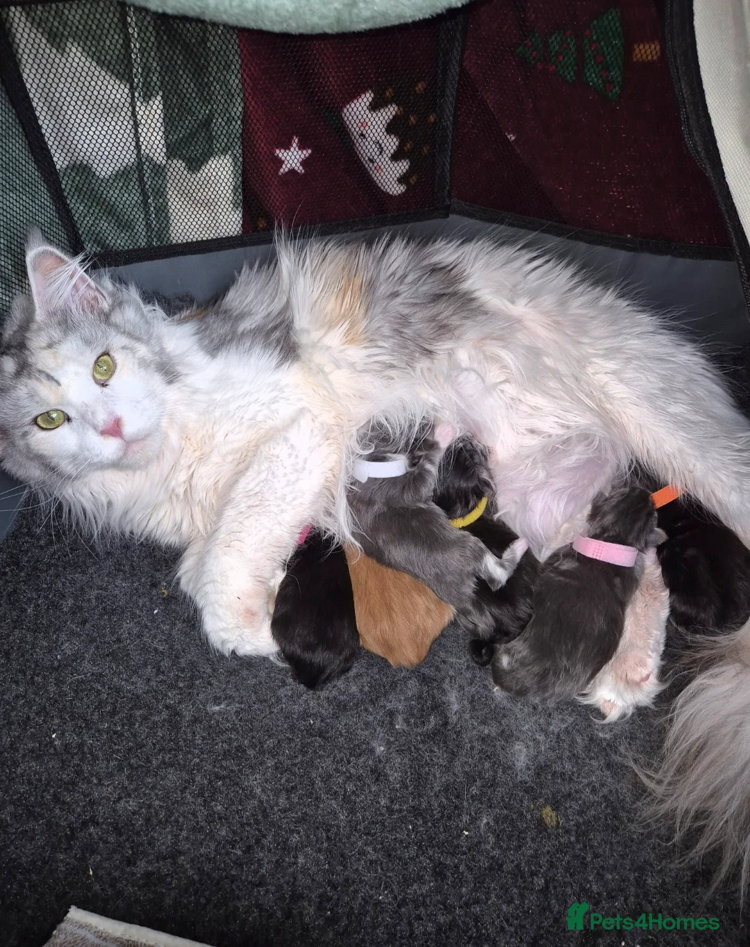 Maine Coon cats for sale: Mainecoon kittens in Lockerbie - Advert 1