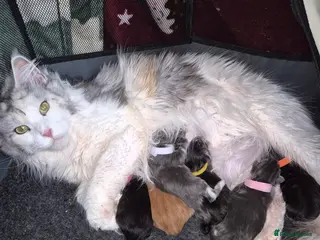 Maine Coon cats Mainecoon kittens - Advert 1