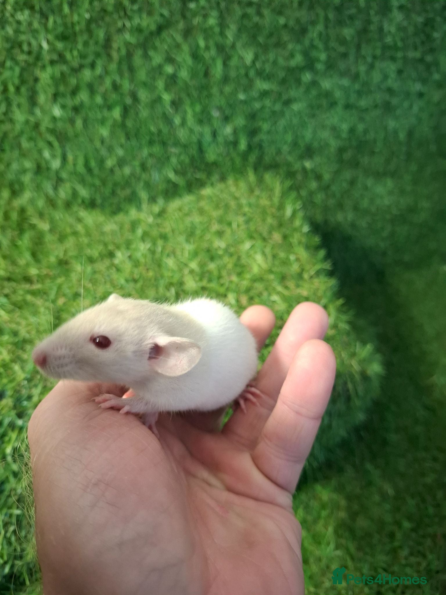Rat rodents DWARF RATS - Advert 1