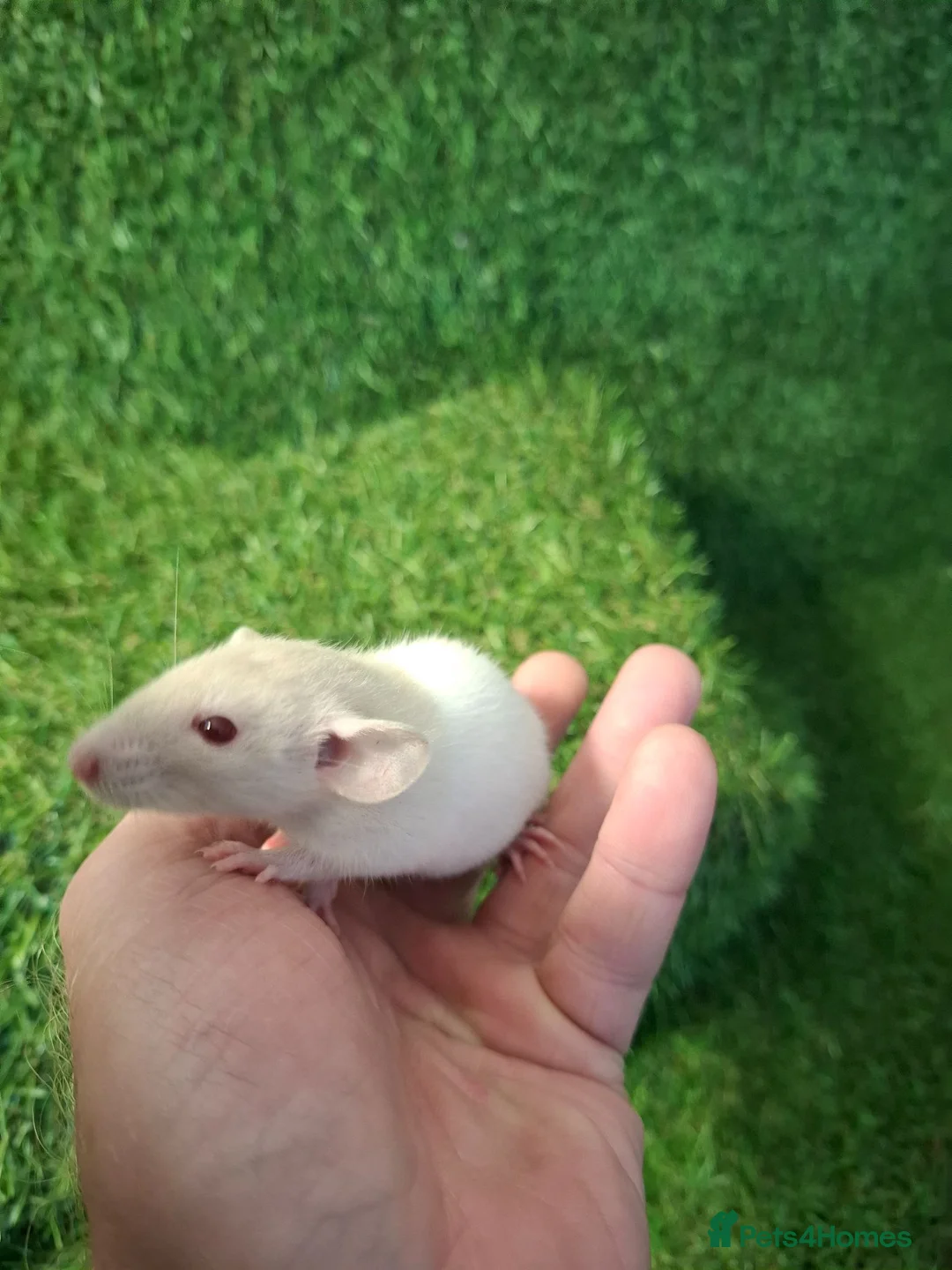 Rat rodents for sale: DWARF RATS - Advert 1
