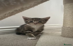 Mixed Breed cats for sale: Beautiful kittens - Image 9