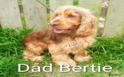 Mixed Breed dogs for sale: Beautiful Miniature Cockerdoodle pups - Image 13