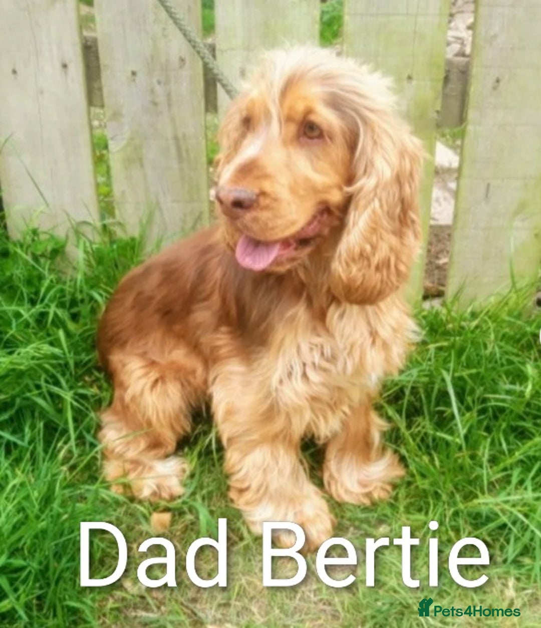 Mixed Breed dogs for sale: Beautiful Miniature Cockerdoodle pups - Image 13