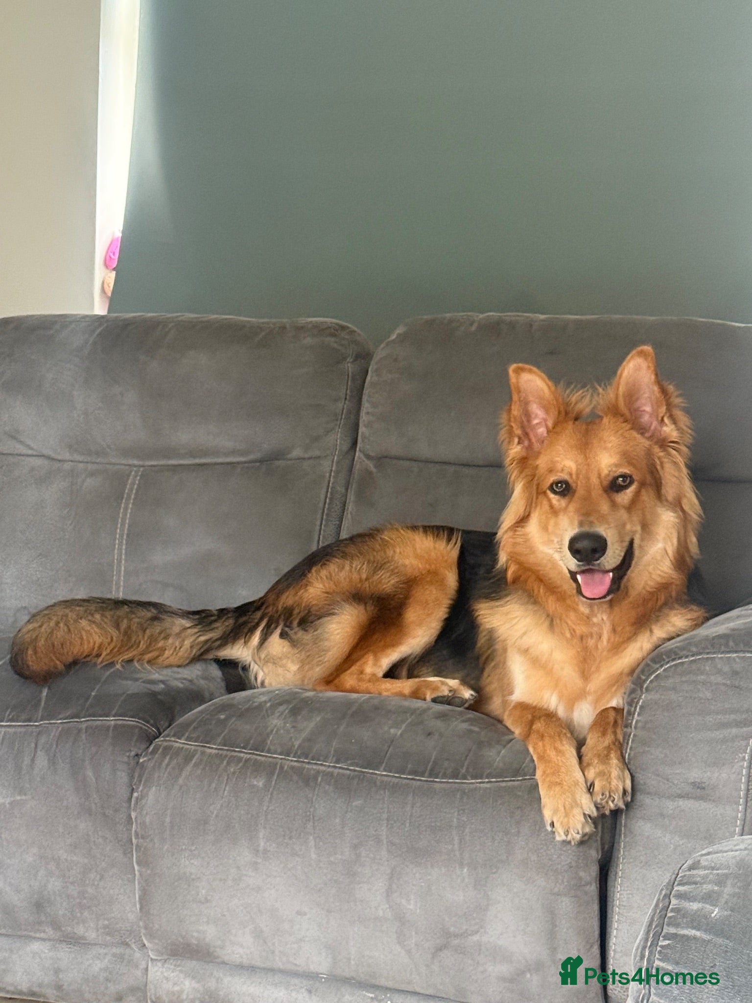 Mixed Breed dogs 10 month male German shepherd  - Advert 1