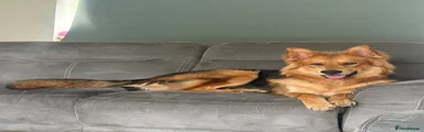 Mixed Breed 1