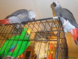 Parrots birds TopQuality African Grey Parrots-Incredible Talkers - Advert 4