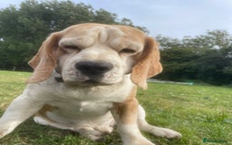 Beagle dogs for sale: Beautiful beagle boys kc reg ready 19 sept  - Image 4