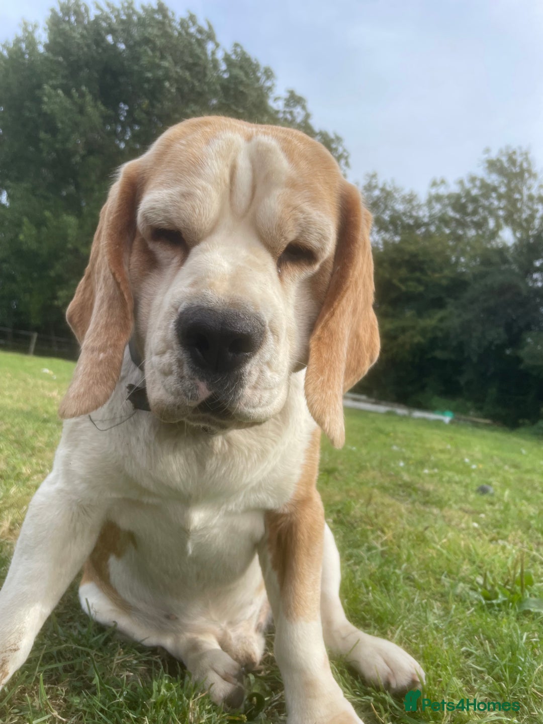 Beagle dogs for sale: Beautiful beagle boys kc reg ready 19 sept  - Image 4