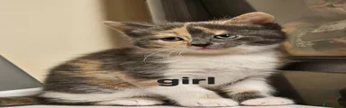 Domestic Shorthair 4