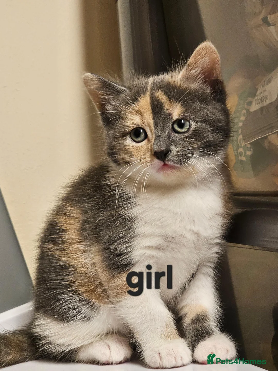 Domestic Shorthair cats for sale: 4 beautiful kittens for sale!! - Advert 5