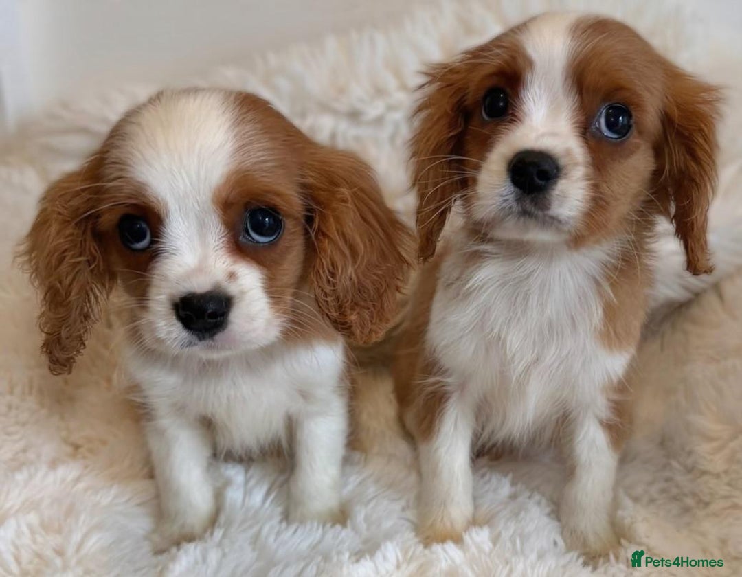 Cavalier King Charles Spaniel dogs for sale: 8 beautiful King Charles Cavalier spaniel puppies - Advert 5