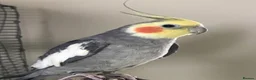 Cockatiels birds for sale: Cockatiels 🕊️ | Wee and Adults Available  in Ruislip - Advert 6