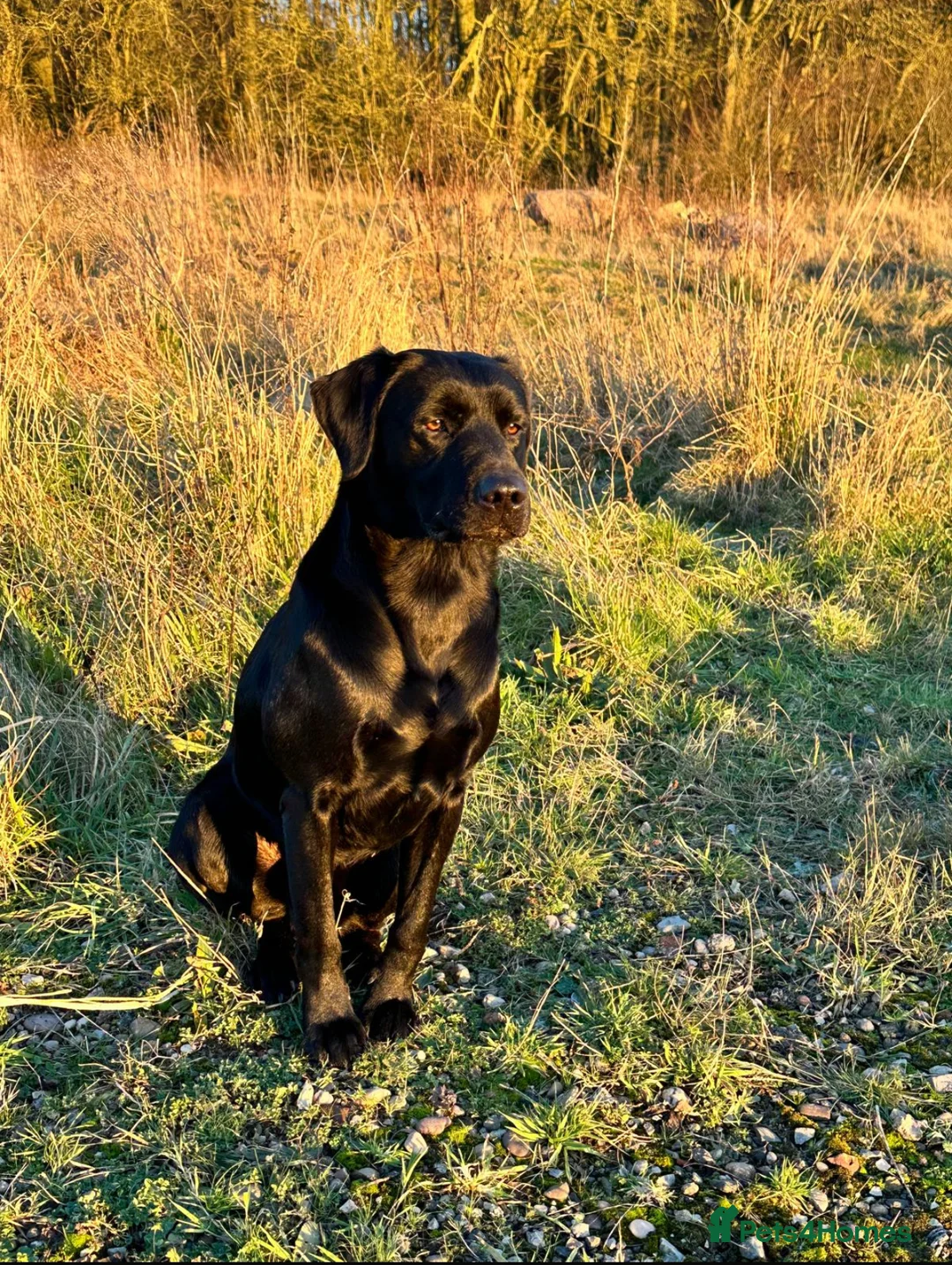 Labrador Retriever dogs for stud: For stud  in Market Drayton - Advert 8