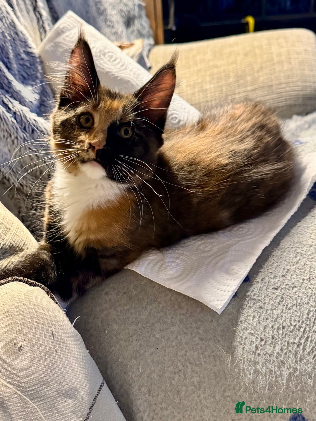 Maine Coon cats for sale: READY NOW! PEDIGREE MAINE COON GIRL  - Advert 5