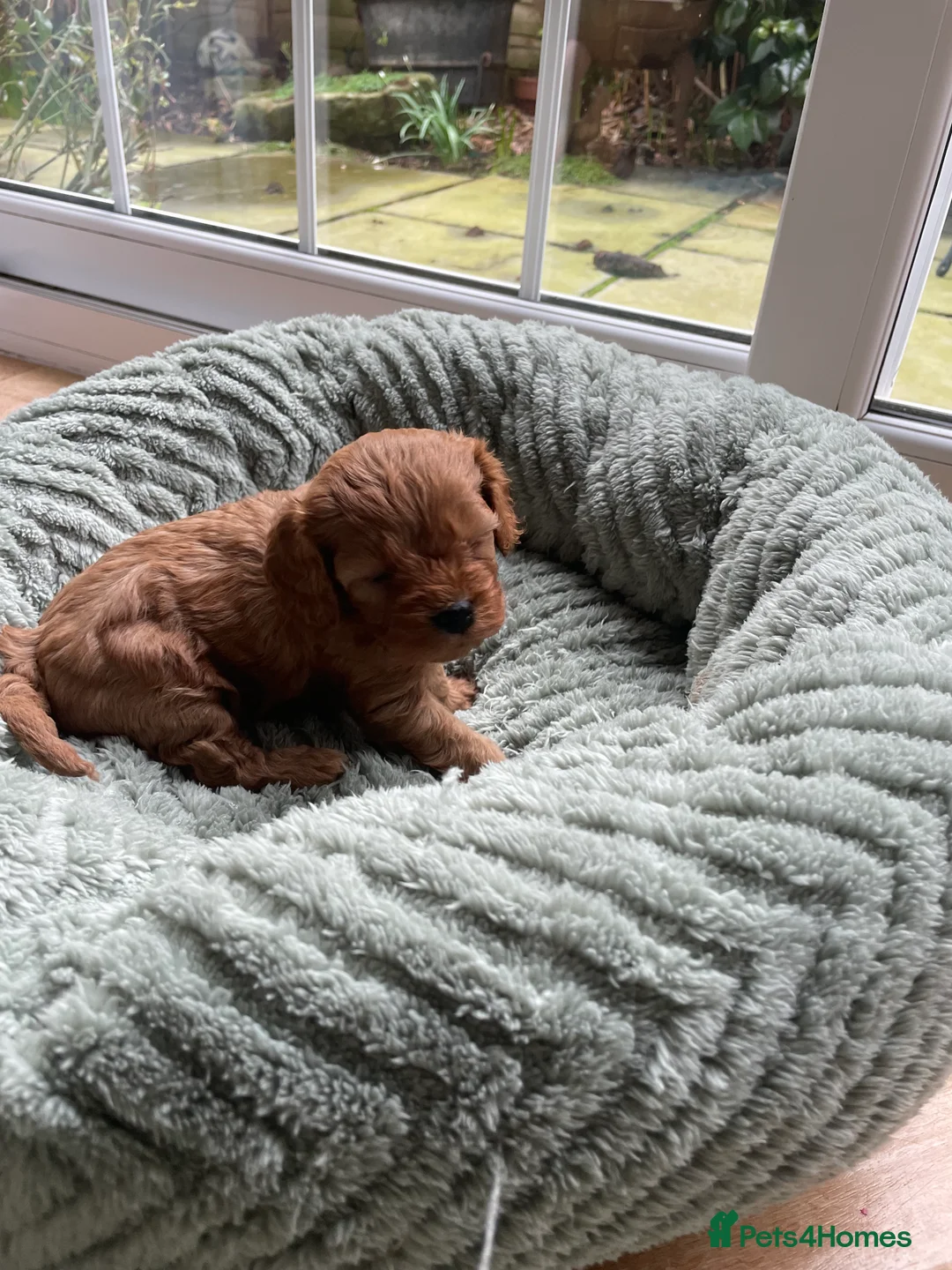 Cavapoo dogs for sale: F1 Toy Cavapoo puppies  - Advert 17