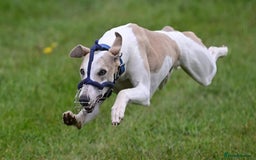 Whippet dogs for stud: Beautiful Whippet Dodger for STUD | Unproven - Image 11