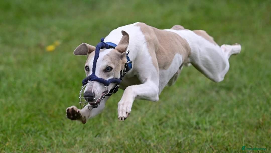 Whippet dogs for stud: Beautiful Whippet Dodger for STUD | Unproven - Image 11