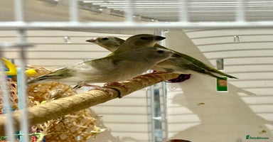 Finches birds - Advert 6