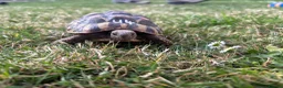 Hermann Tortoise reptiles for sale: Various Ages of Hermann Tortoises in Bridgwater - Advert 6