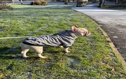 French Bulldog dogs for stud: 🌟🔥LILAC PLATINUM KC REG FRENCH BULLDOG STUD🔥🌟 in Uxbridge - Image 15