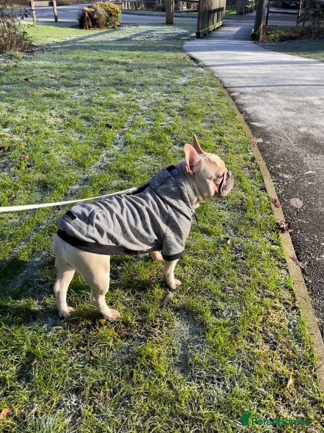 French Bulldog dogs for stud: 🌟🔥LILAC PLATINUM KC REG FRENCH BULLDOG STUD🔥🌟 in Uxbridge - Image 15