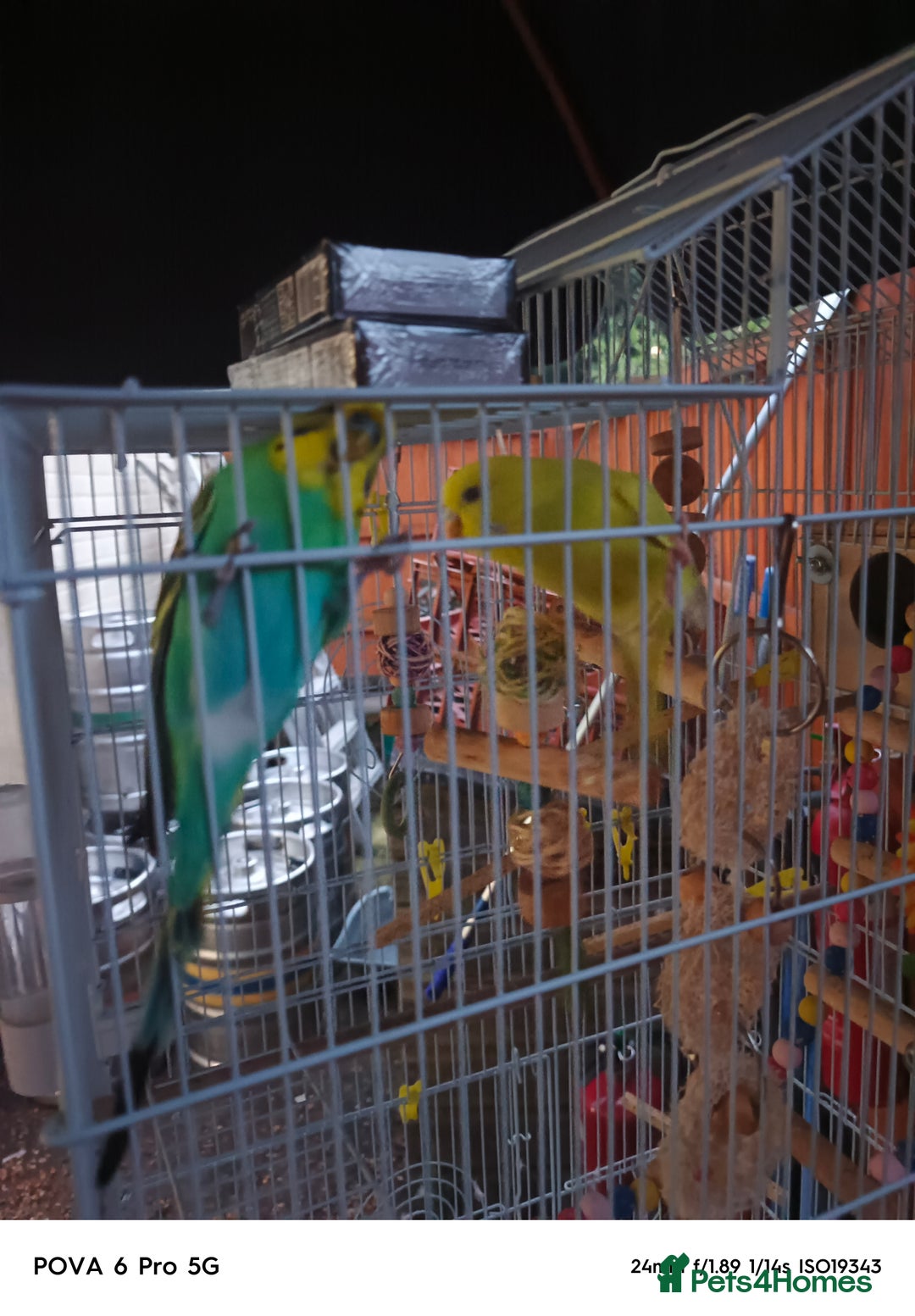 Lovebirds birds for sale: GU84SS  - Image 2